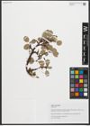 Foto von Salix reticulata L.